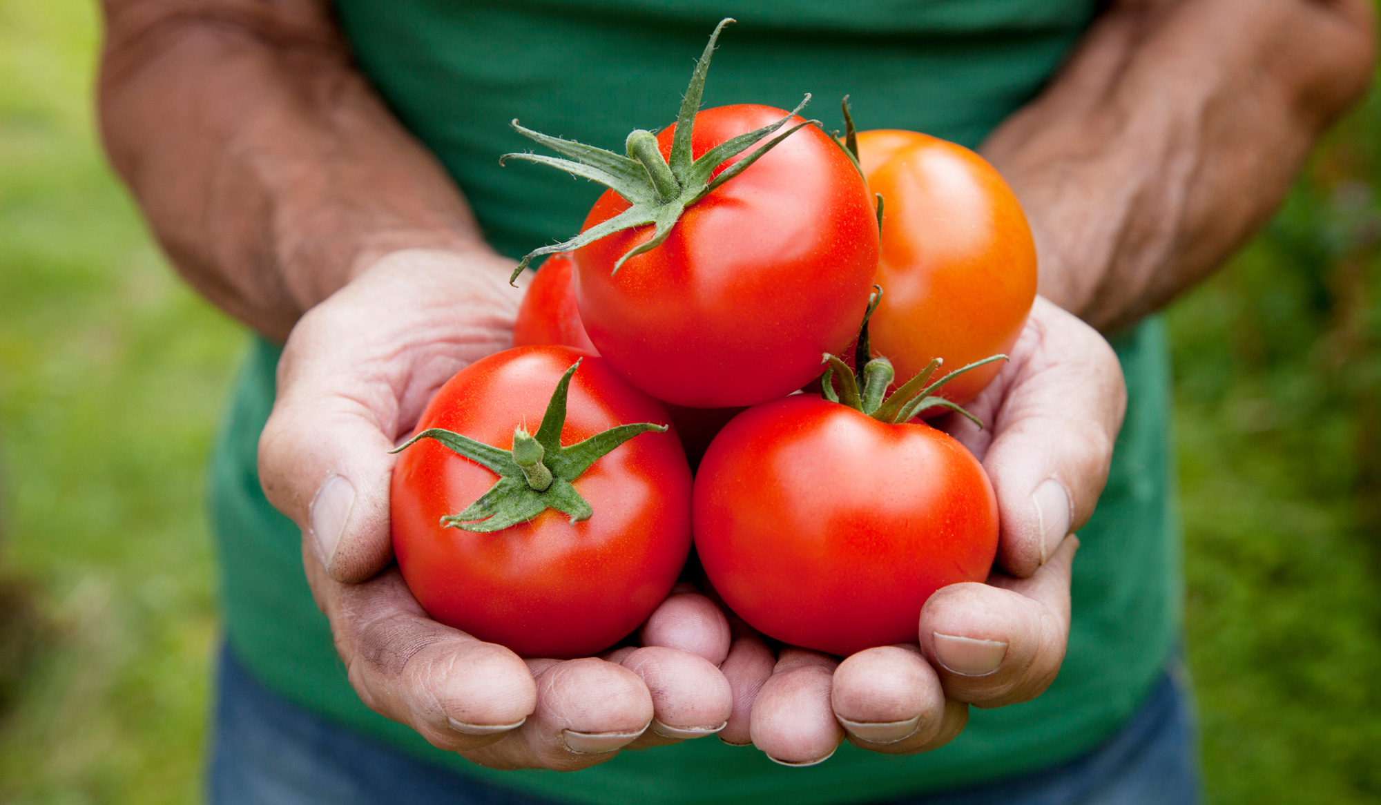 Holding Tomatoes