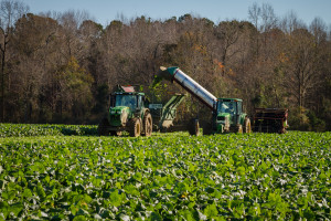 Farm Scene