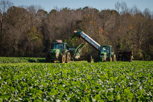 farm scene
