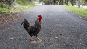 Chicken Crossing Road
